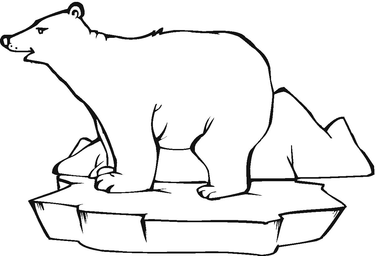 Drawing polar bear #2