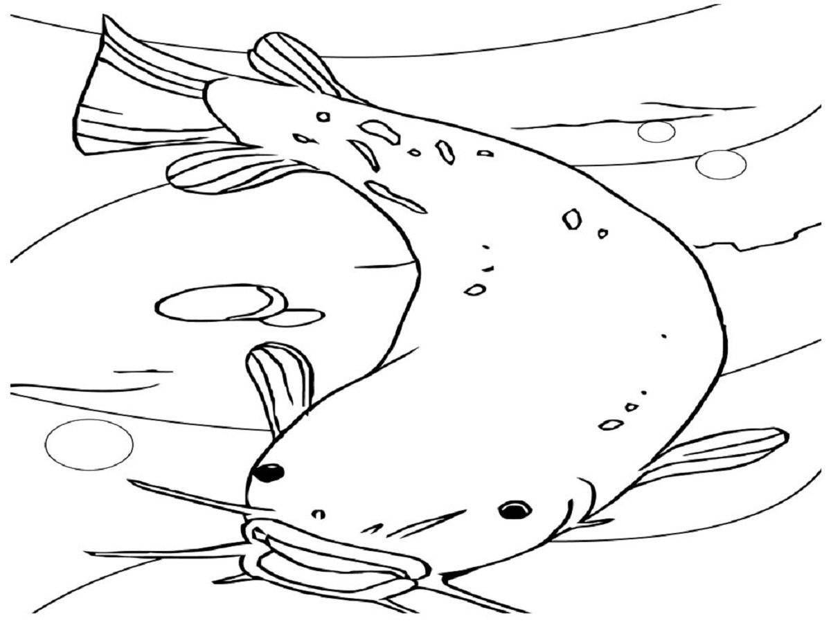 Amazing catfish coloring page for toddlers