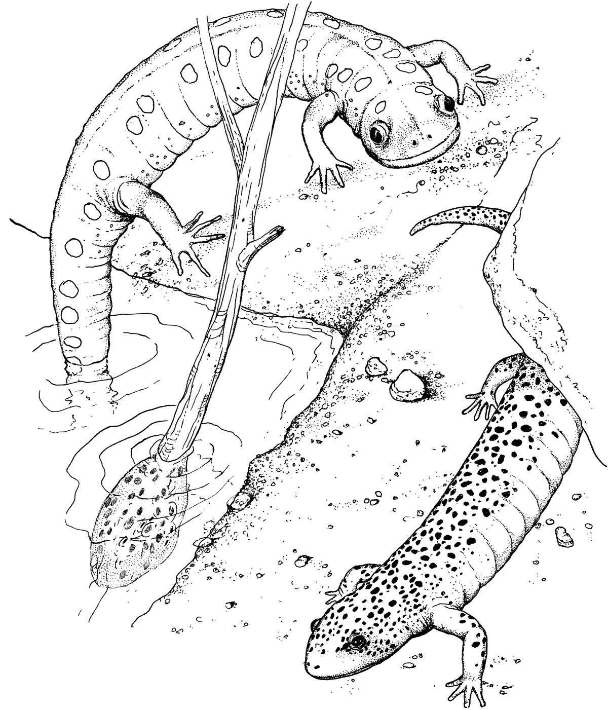 Glorious newt coloring page