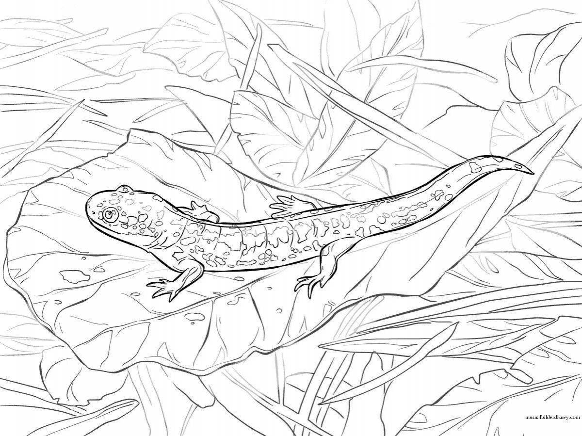Coloring book dazzling newt