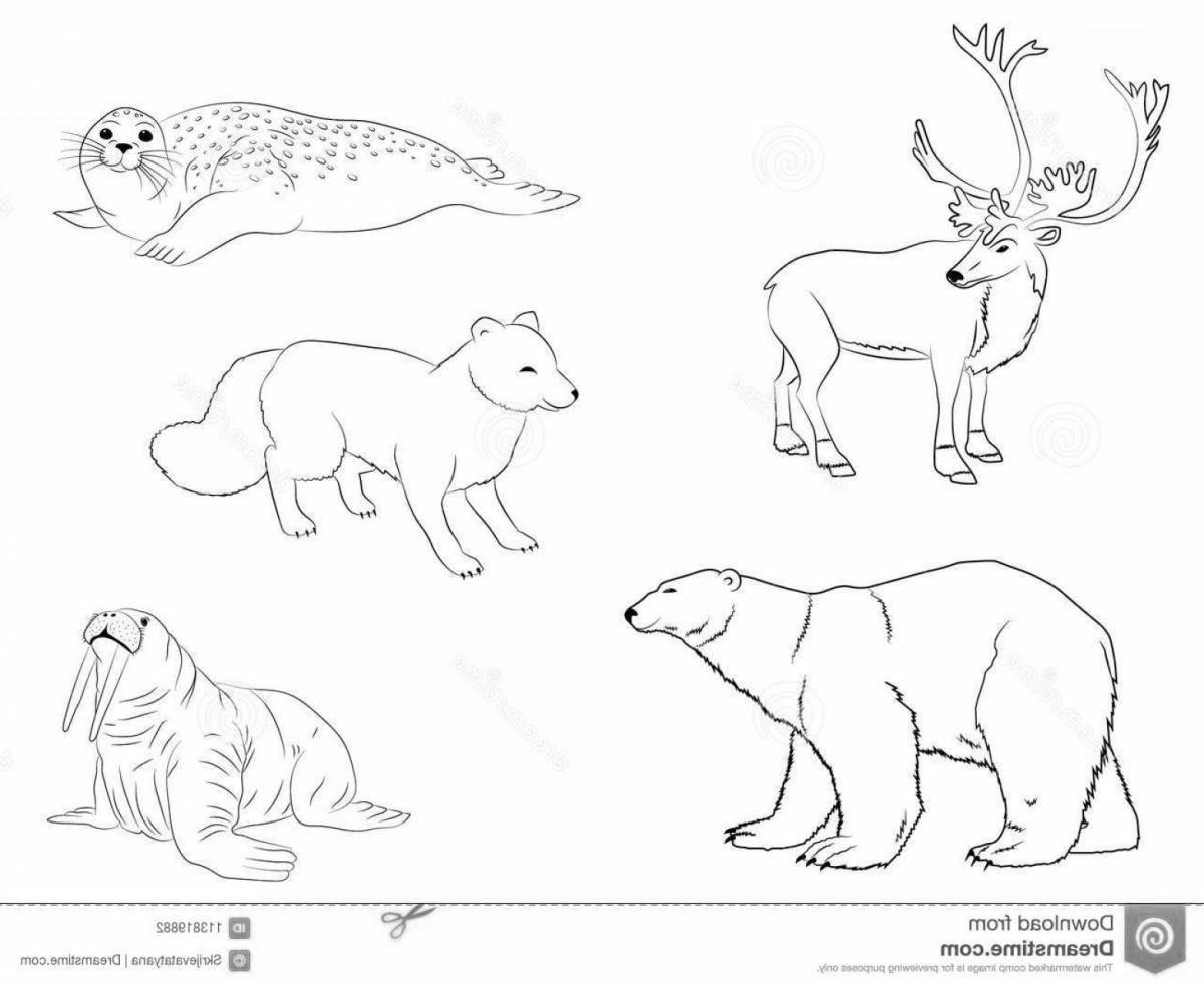 Coloring book ferocious arctic wolf on the hunt