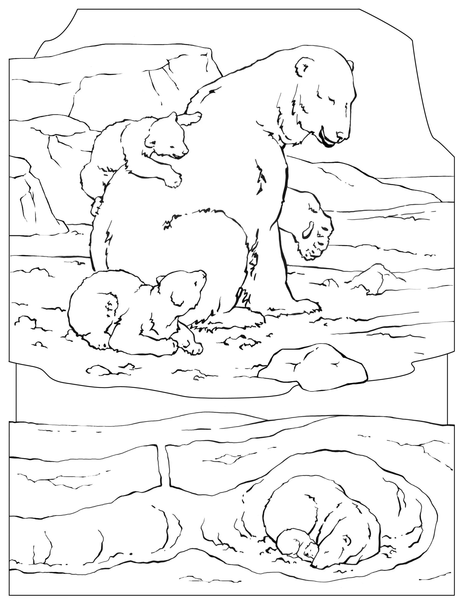 Colouring bright arctic wolf cubs