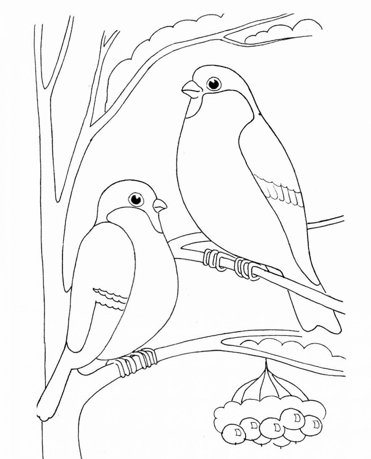 Colorful bullfinch coloring book