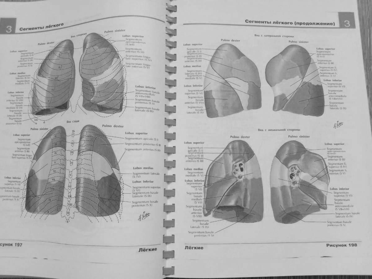 Great atlas with netter drawings