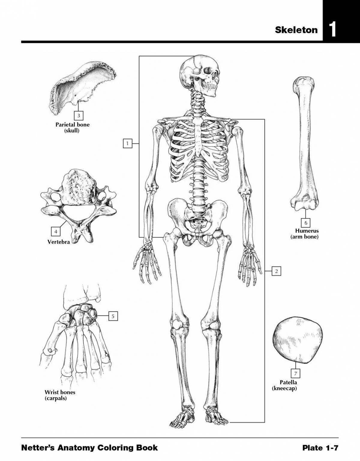 An amazing atlas with netter drawings