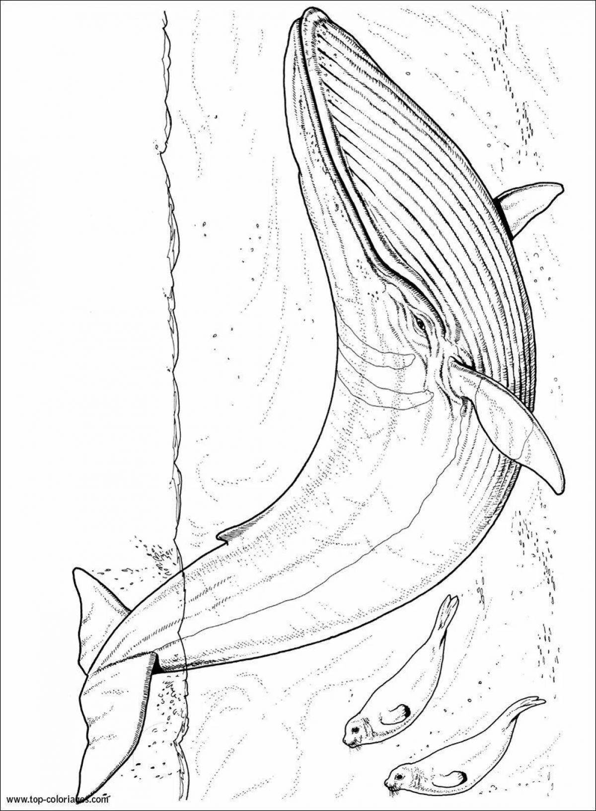 Sweet three whales in music coloring book
