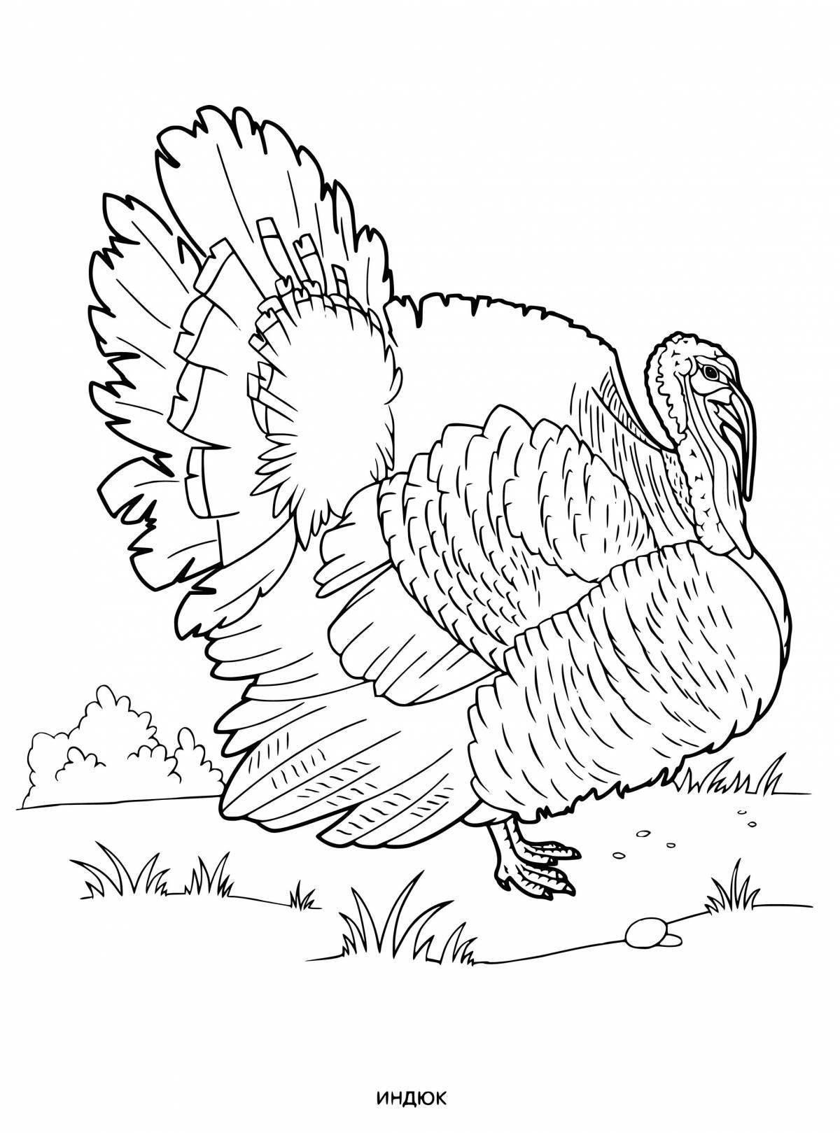 Animated poultry coloring page