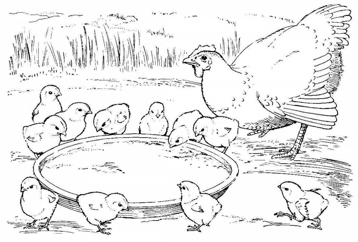 Funny poultry coloring page