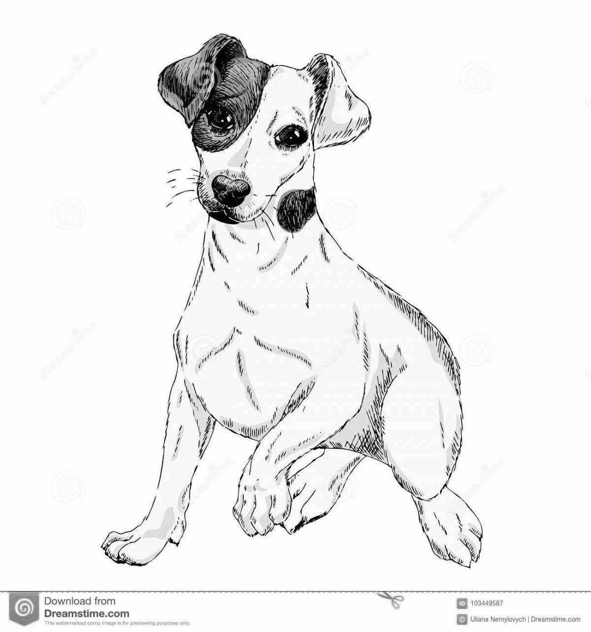 Sweet coloring dog jack russell terrier