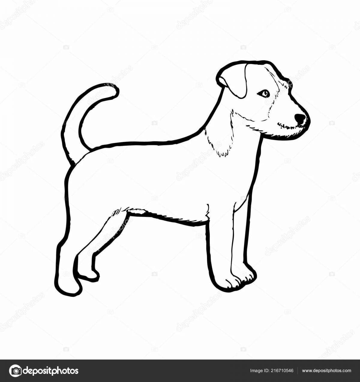 Любознательная раскраска собака джек рассел терьер