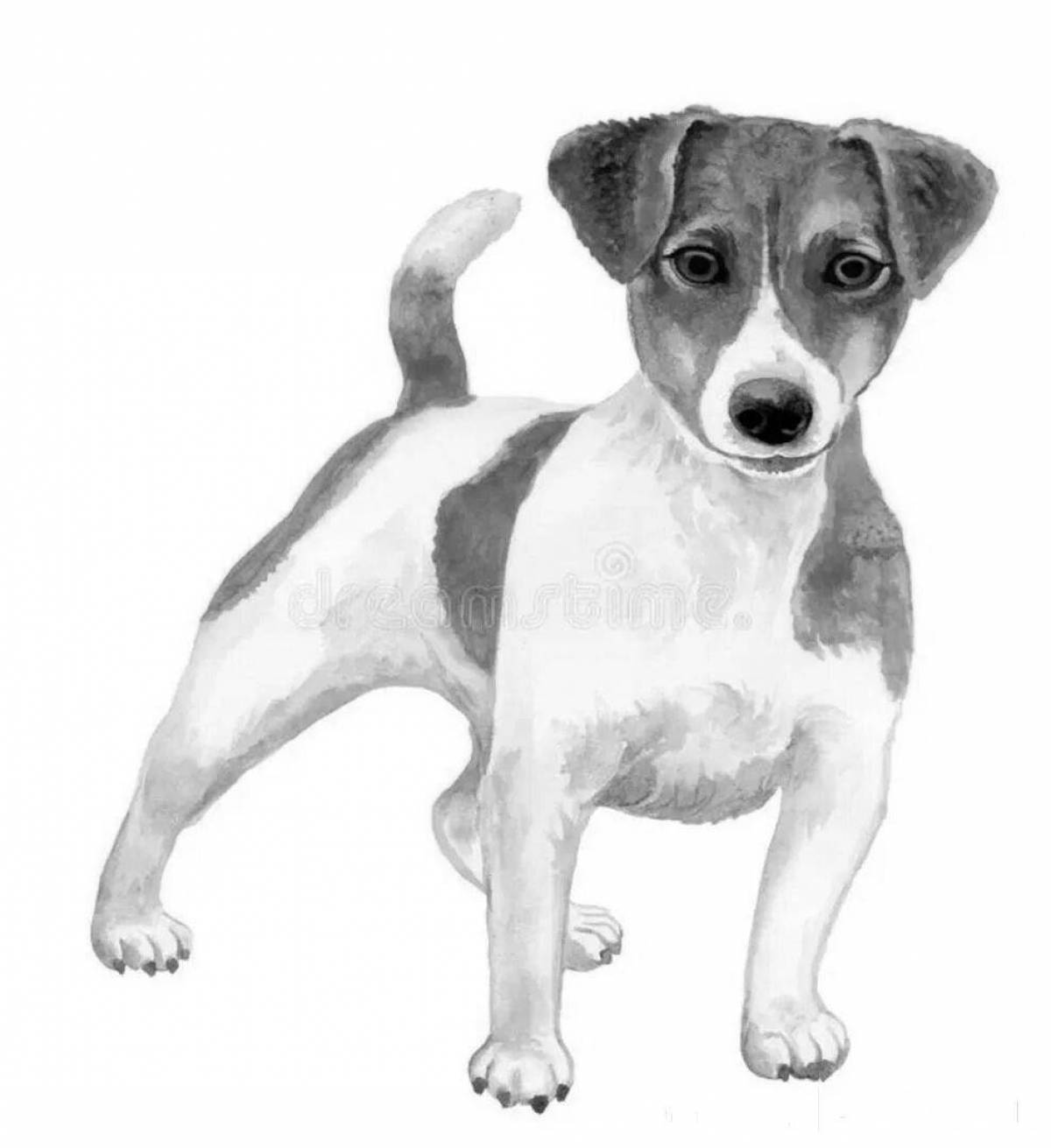 Naughty Jack Russell Terrier coloring book