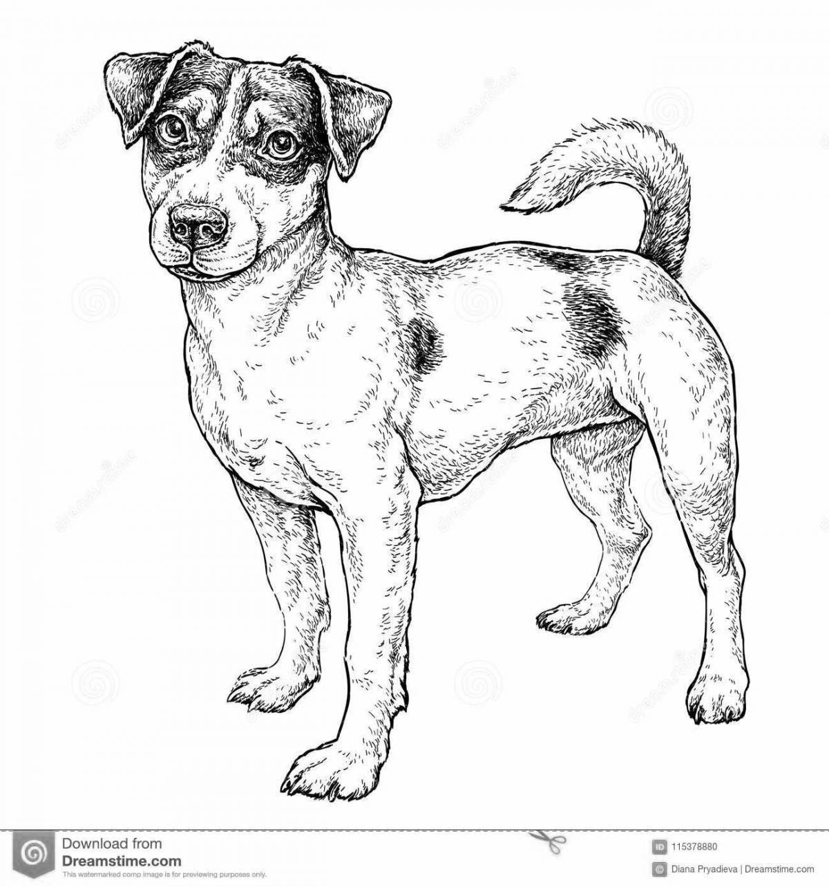 Vigorous coloring dog jack russell terrier