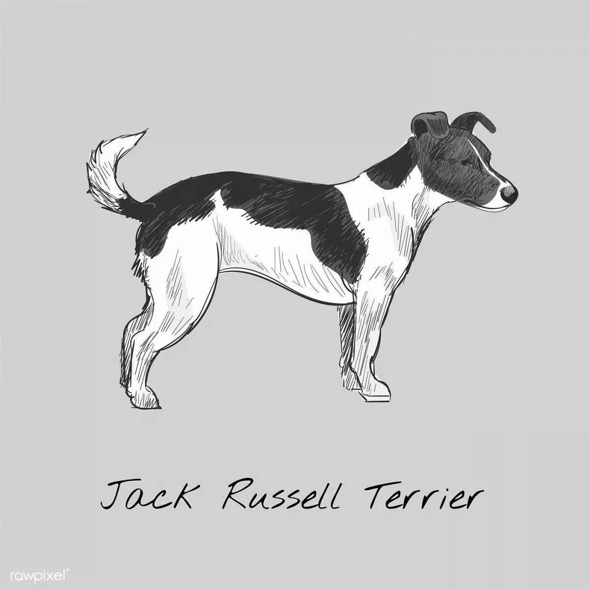 Jack Russell Terrier dog live coloring
