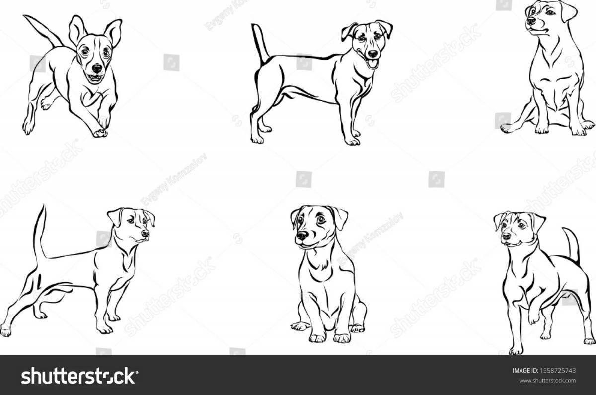 Agile coloring page dog jack russell terrier