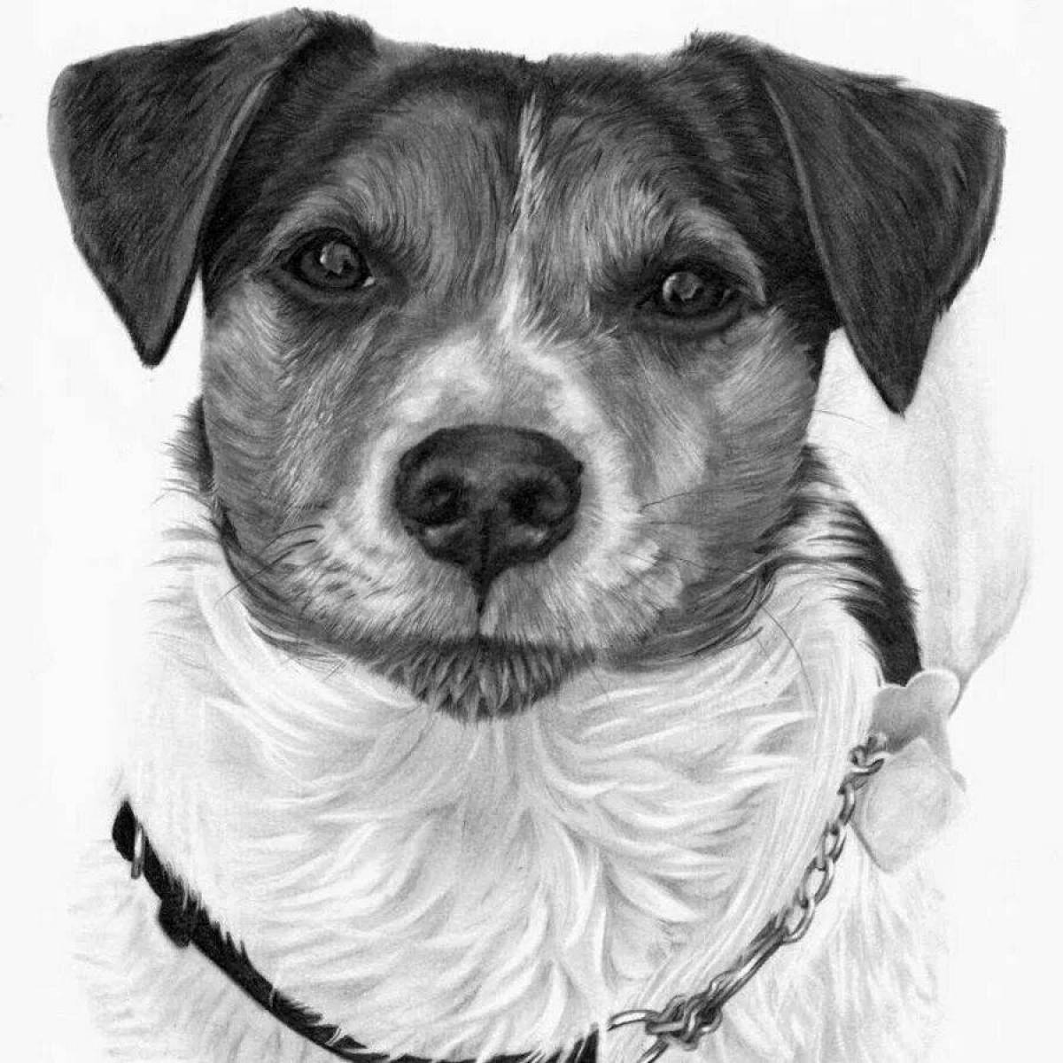 Jack Russell Terrier coloring book