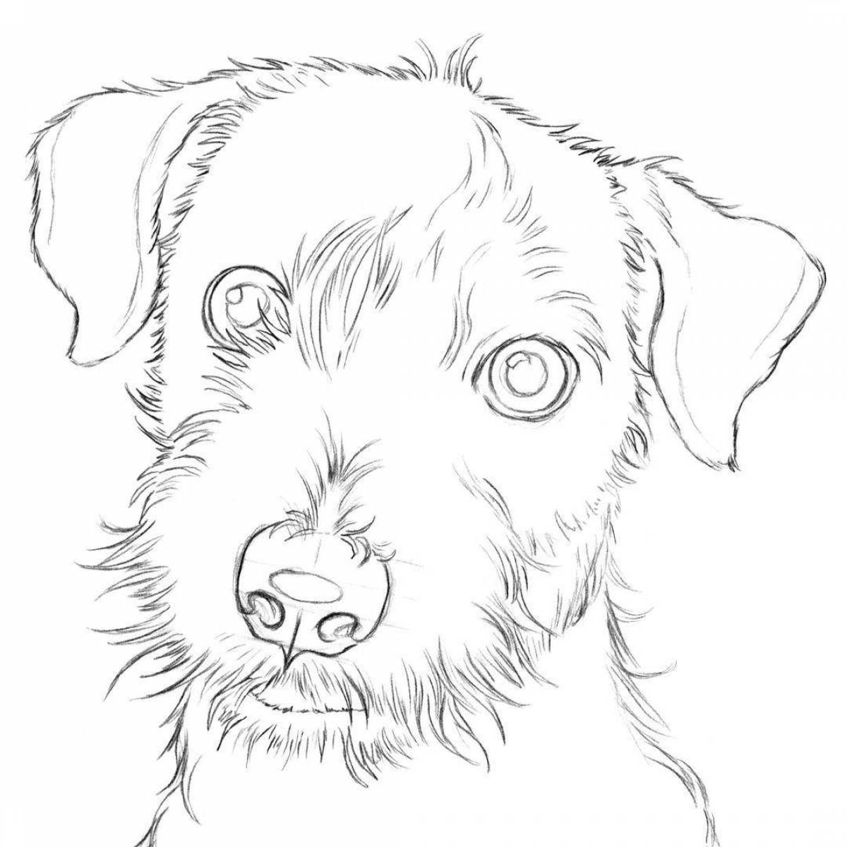 Elegant jack russell terrier coloring book