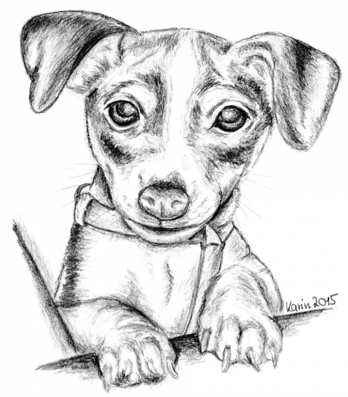 Jack Russell Terrier coloring page