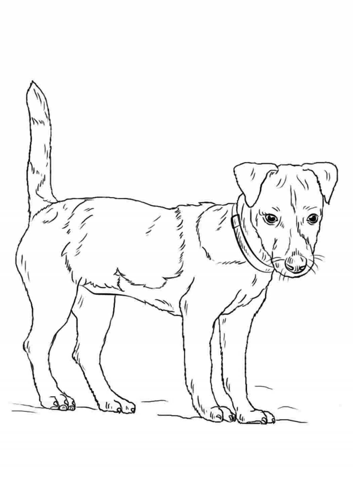 Jack russell terrier dog #1