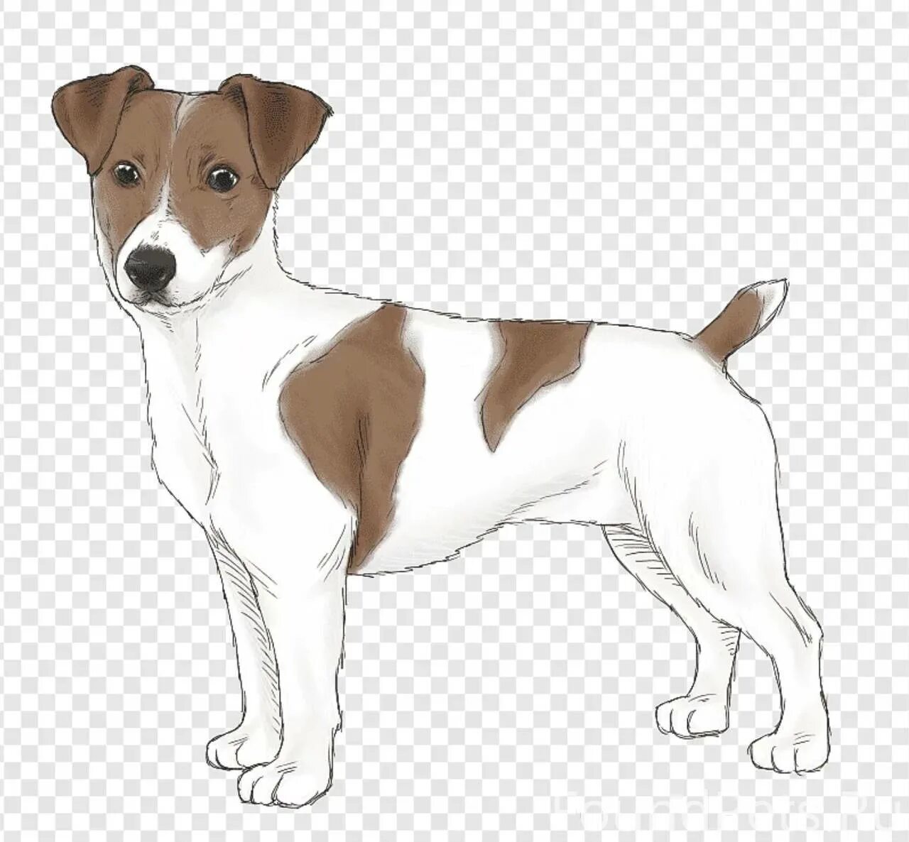 Jack russell terrier dog #3