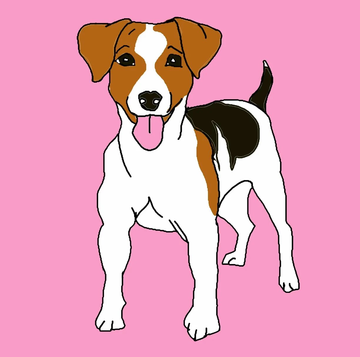 Jack russell terrier dog #4