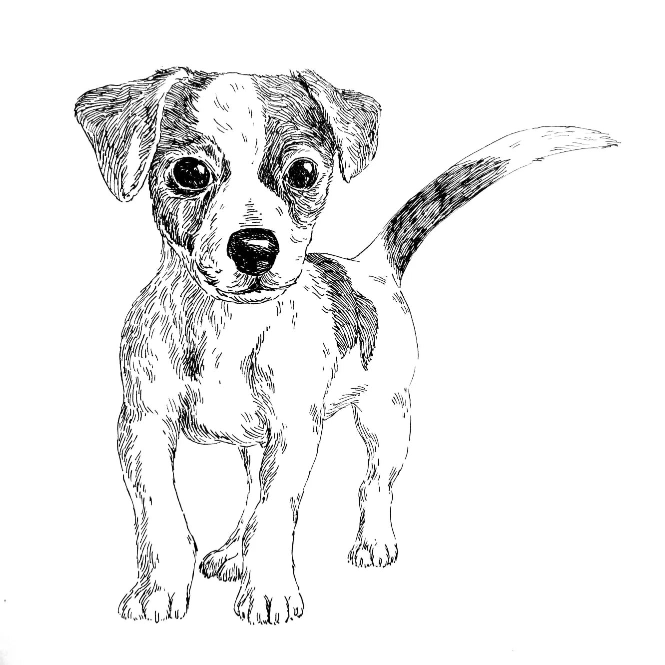 Jack russell terrier dog #6