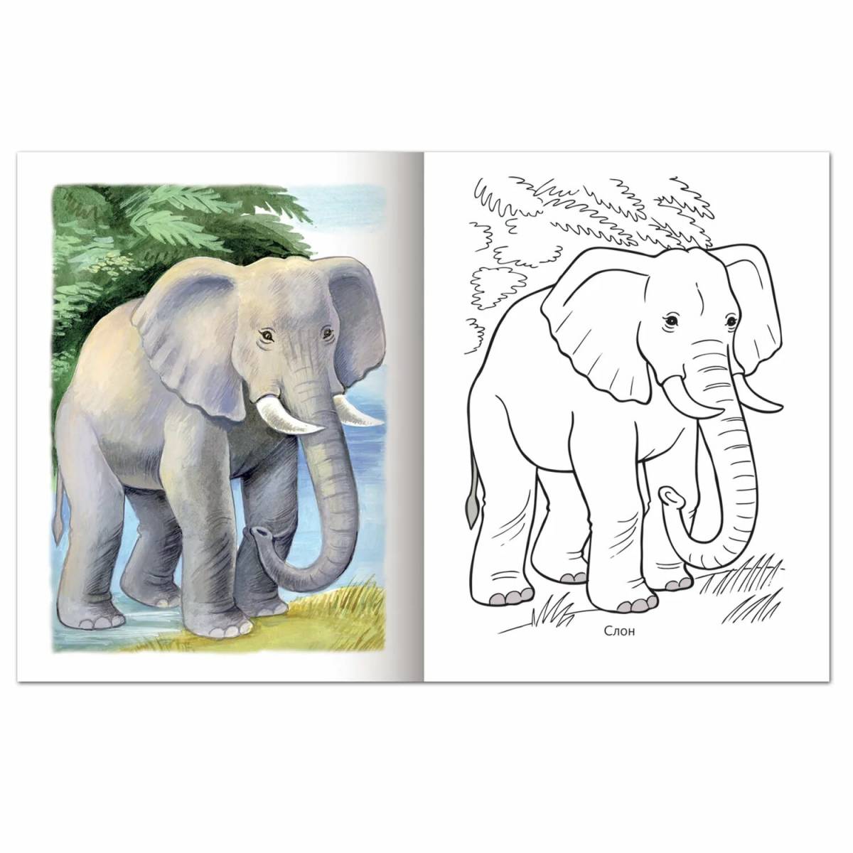 Животные жарких стран для дошкольников слон