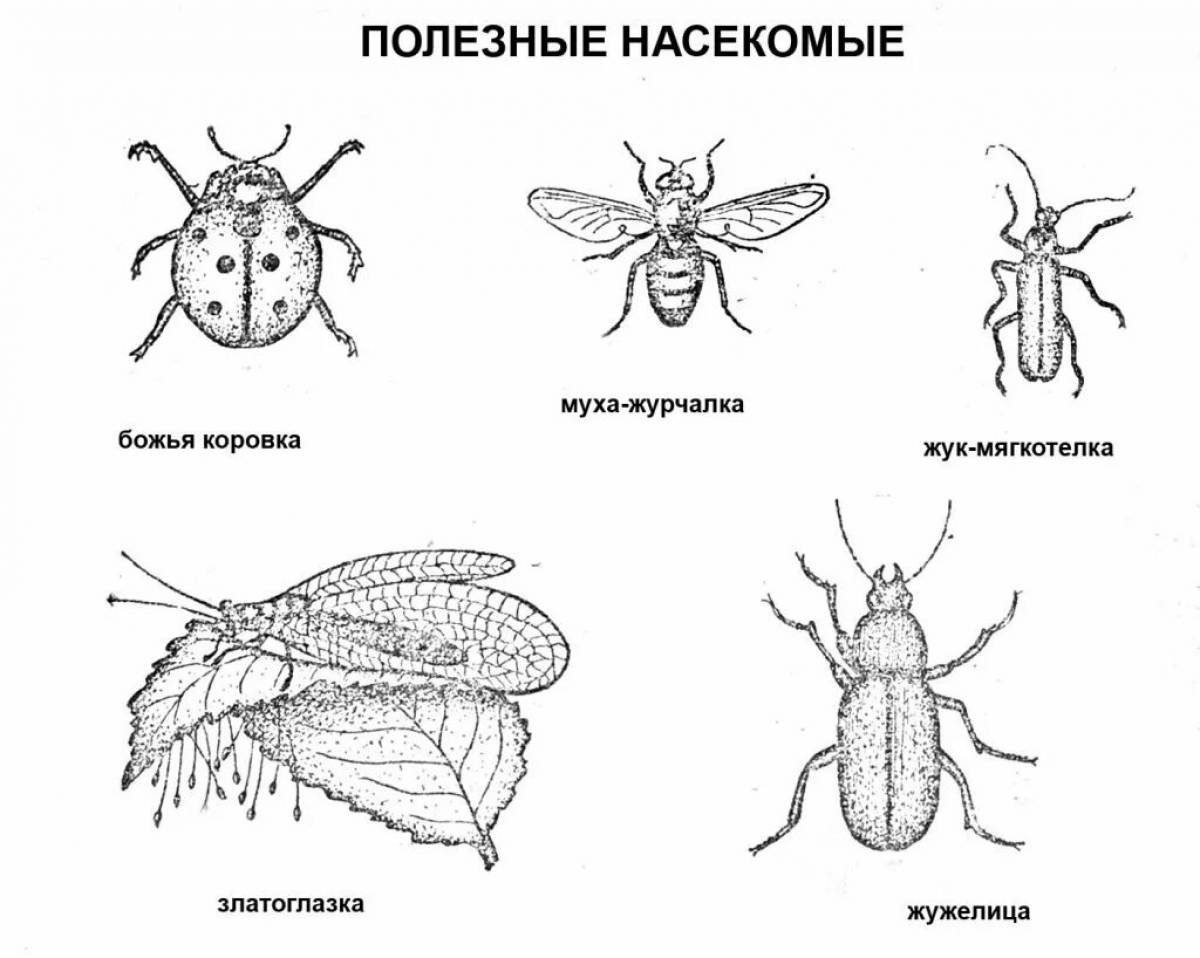 Окружающий мир 1 класс насекомые #4