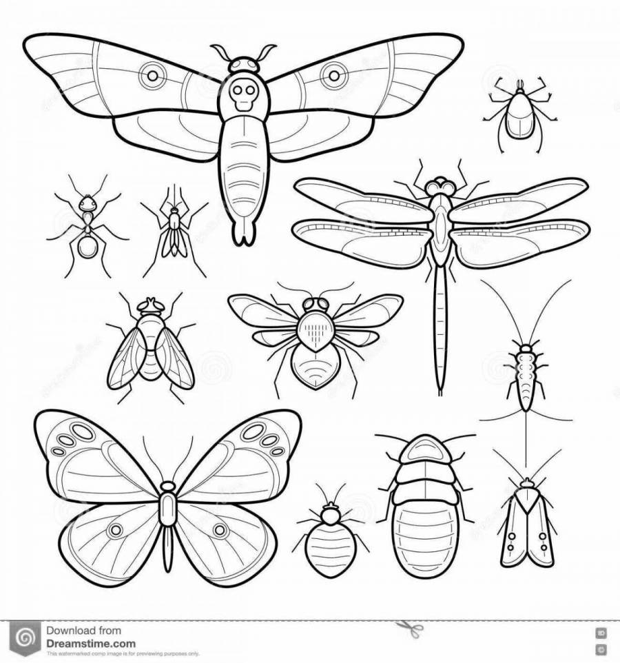 Картинки для распечатки насекомые