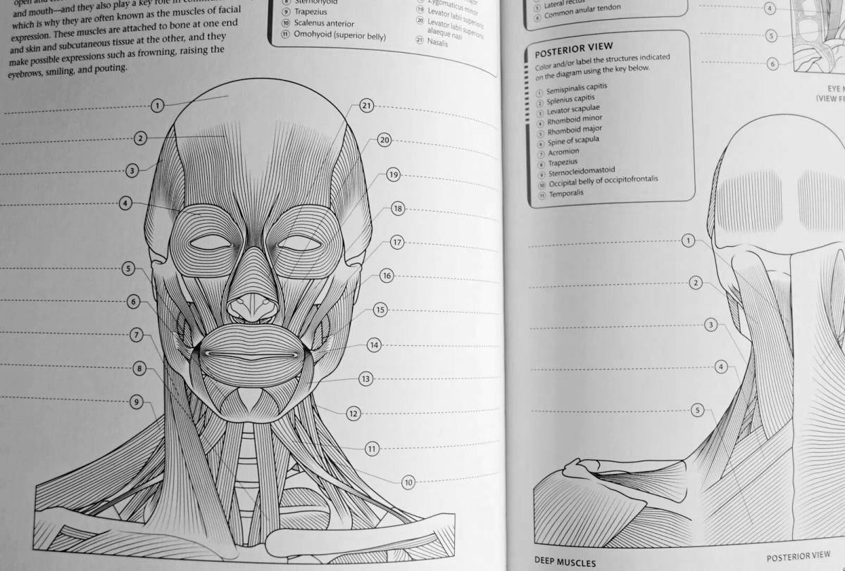 Раскраска мышцы лица человека анатомия