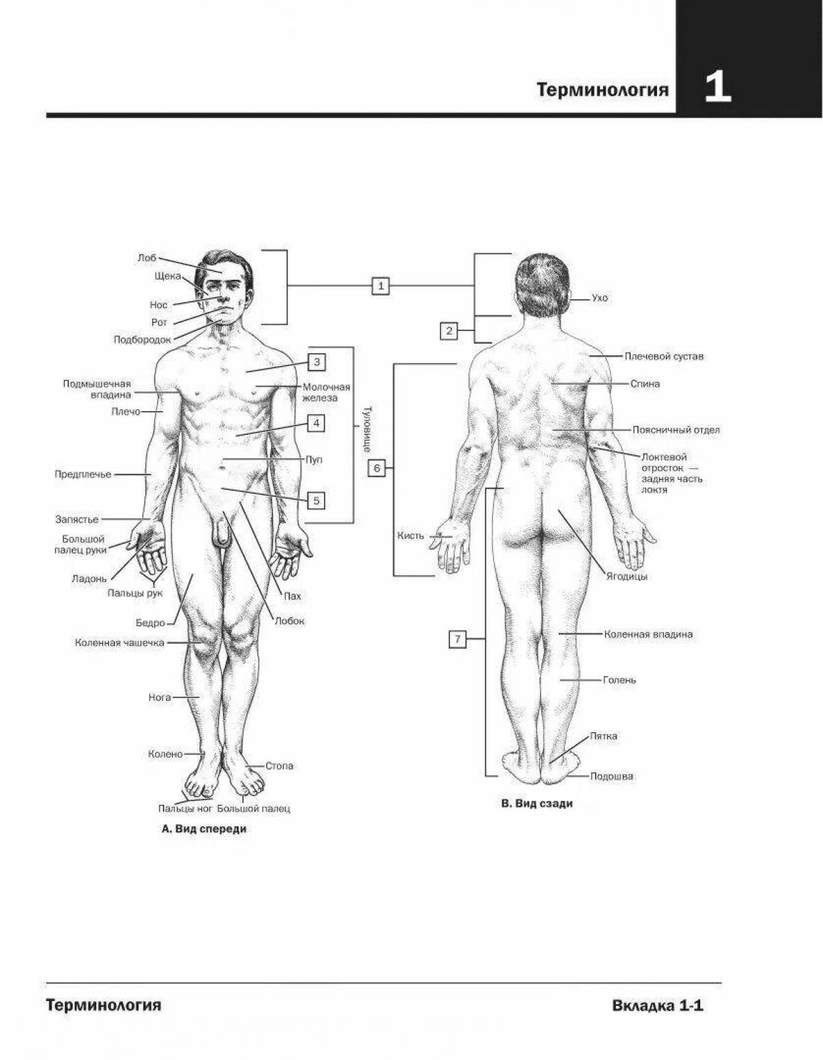Подробный атлас анатомии человека pdf
