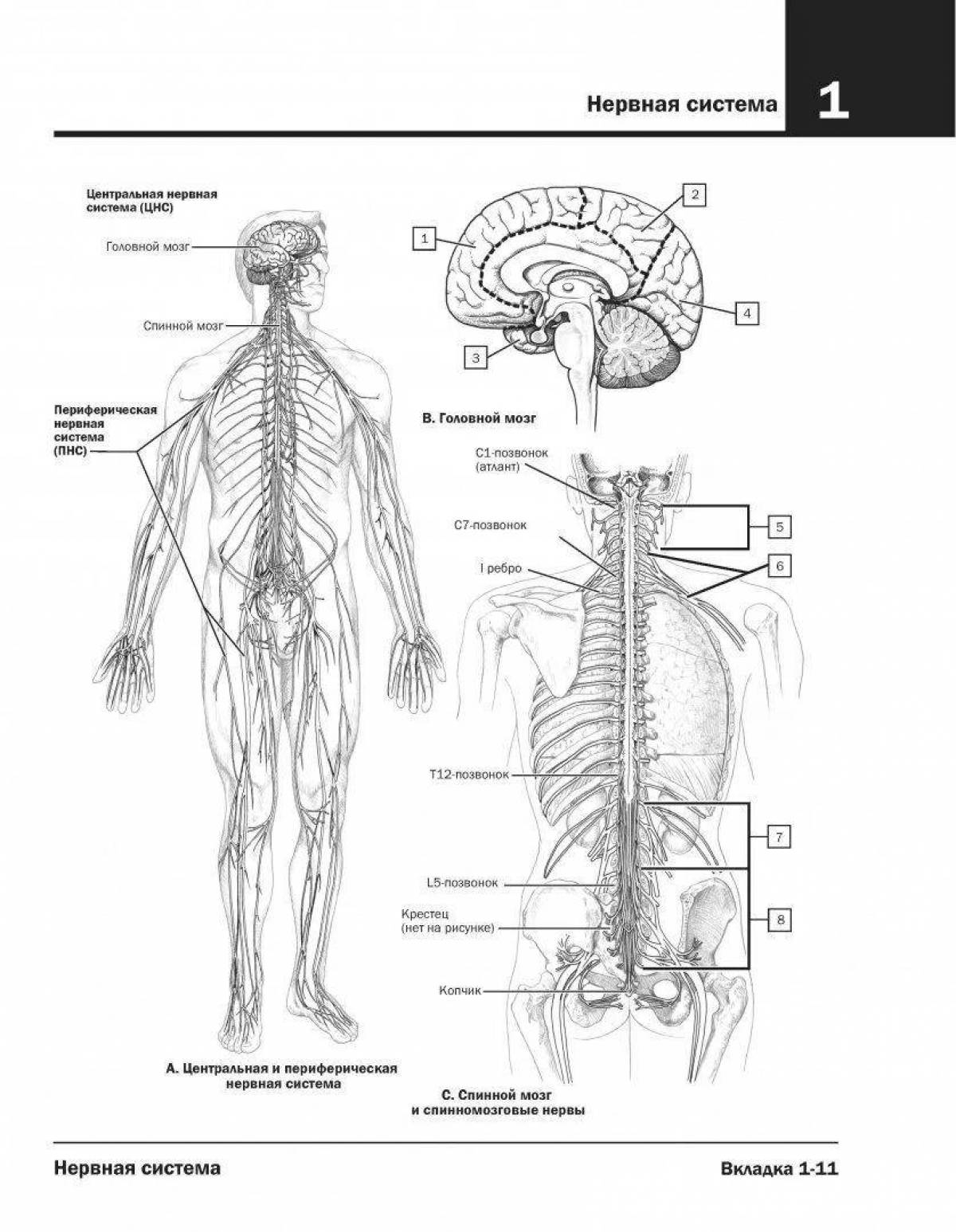 Сложный атлас анатомии человека pdf