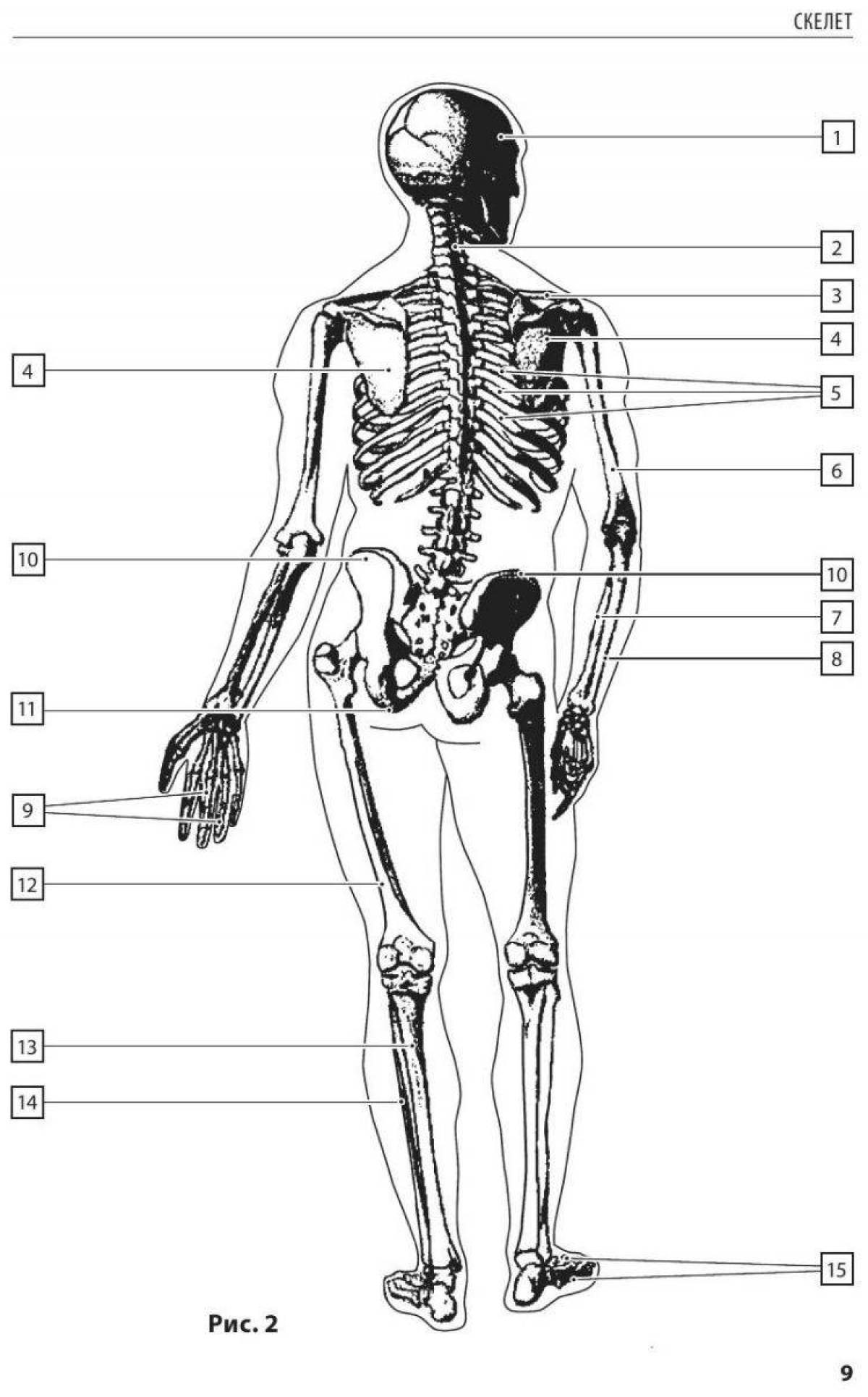 Точный атлас анатомии человека pdf