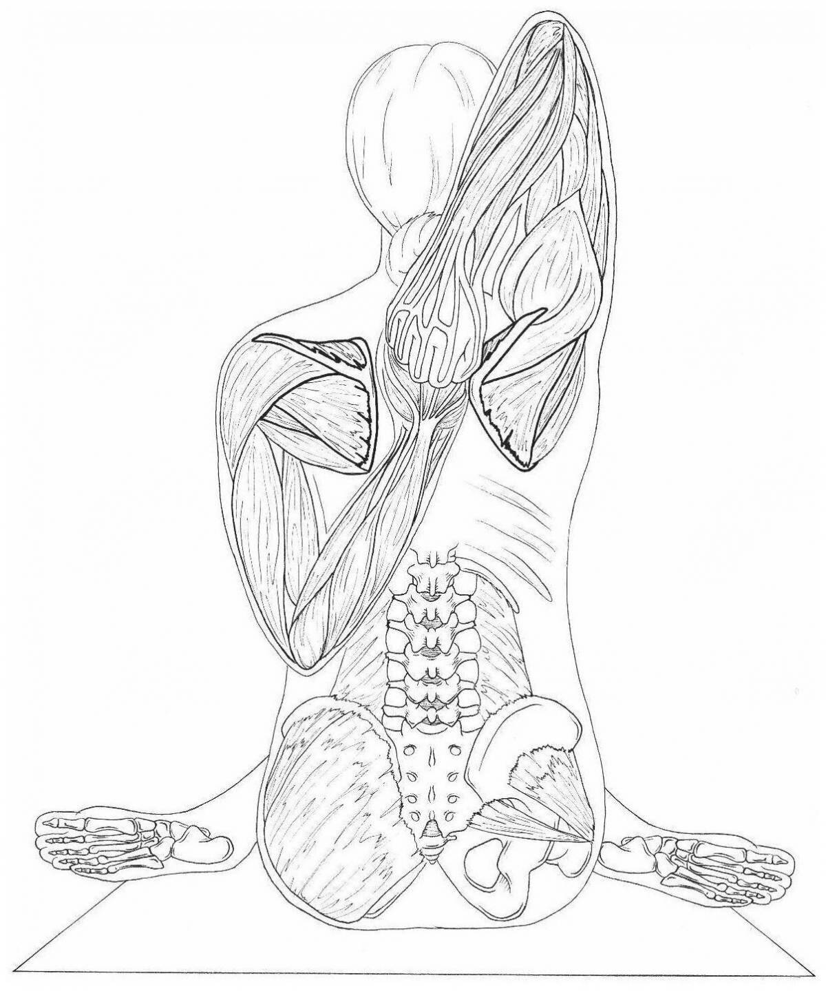 Очаровательный атлас анатомии человека pdf