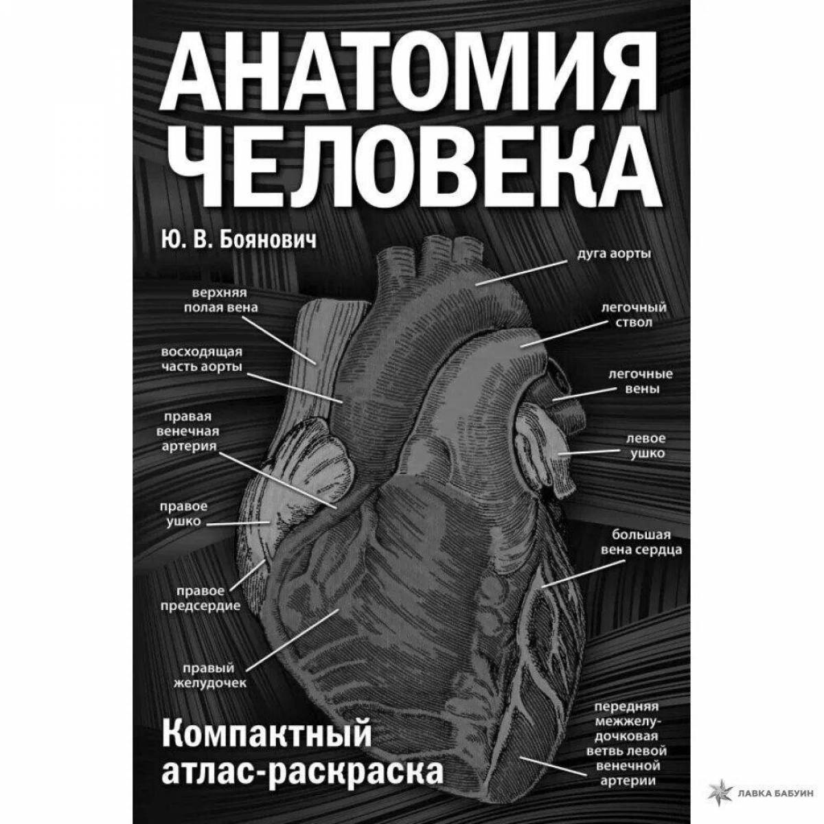 Потрясающий атлас анатомии человека pdf
