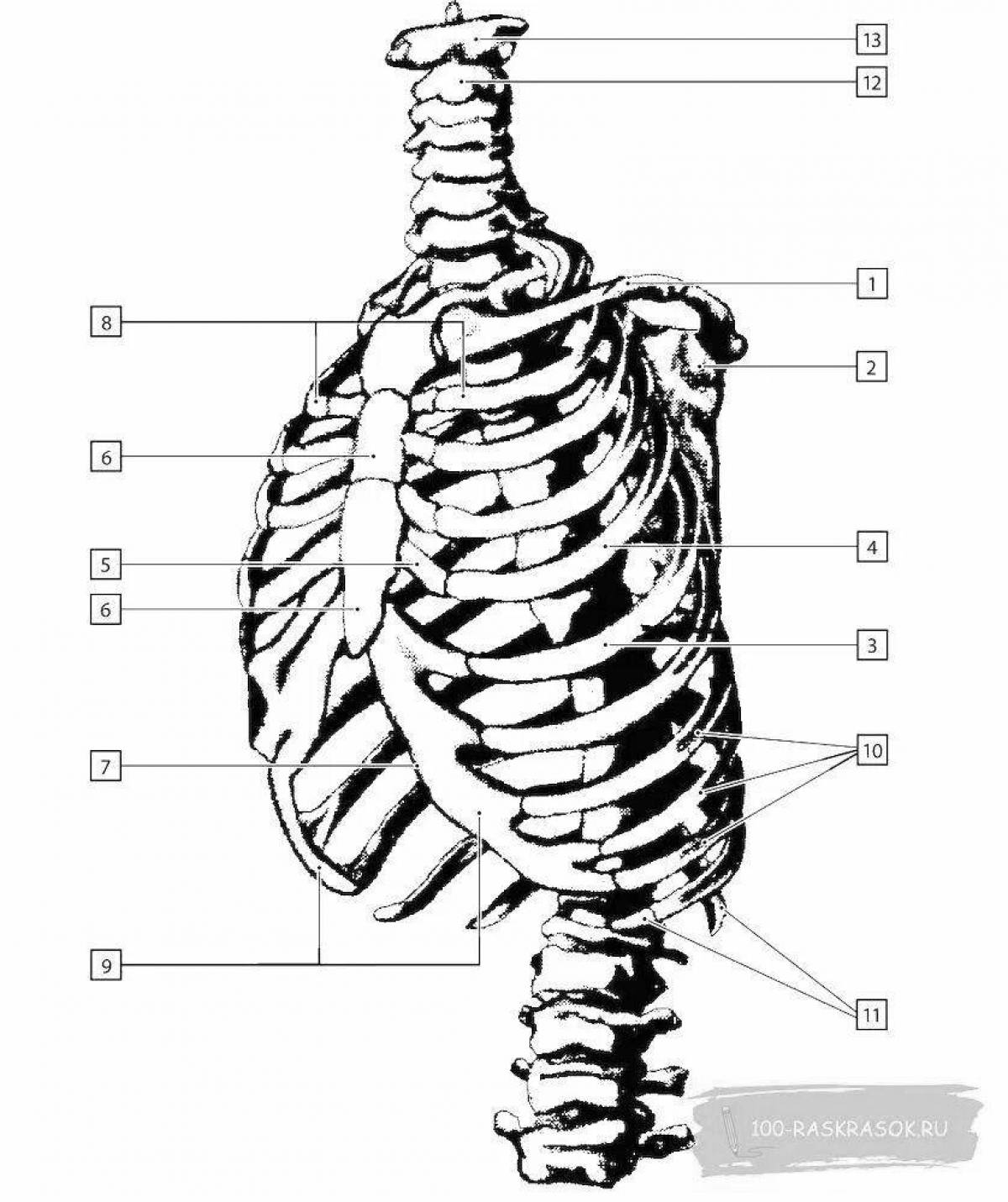 Атлас анатомия человека pdf #3