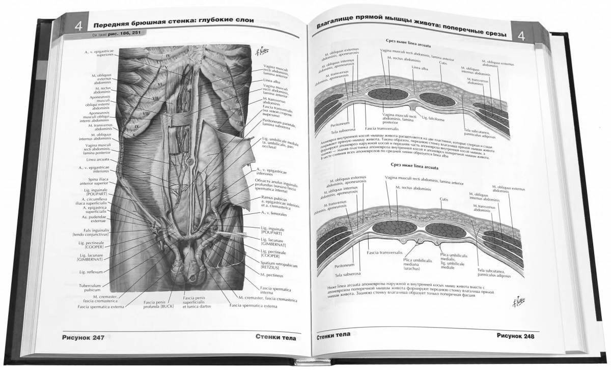Атлас анатомия человека pdf #6