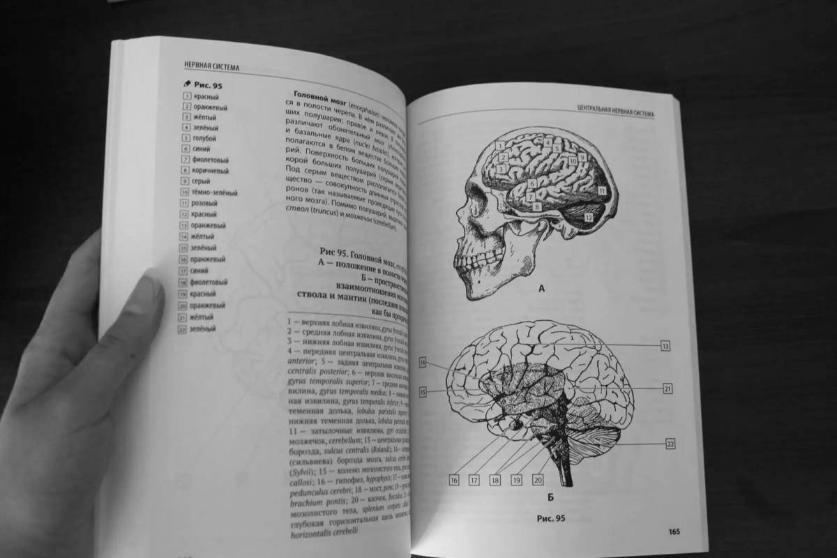 Атлас анатомия человека pdf #7