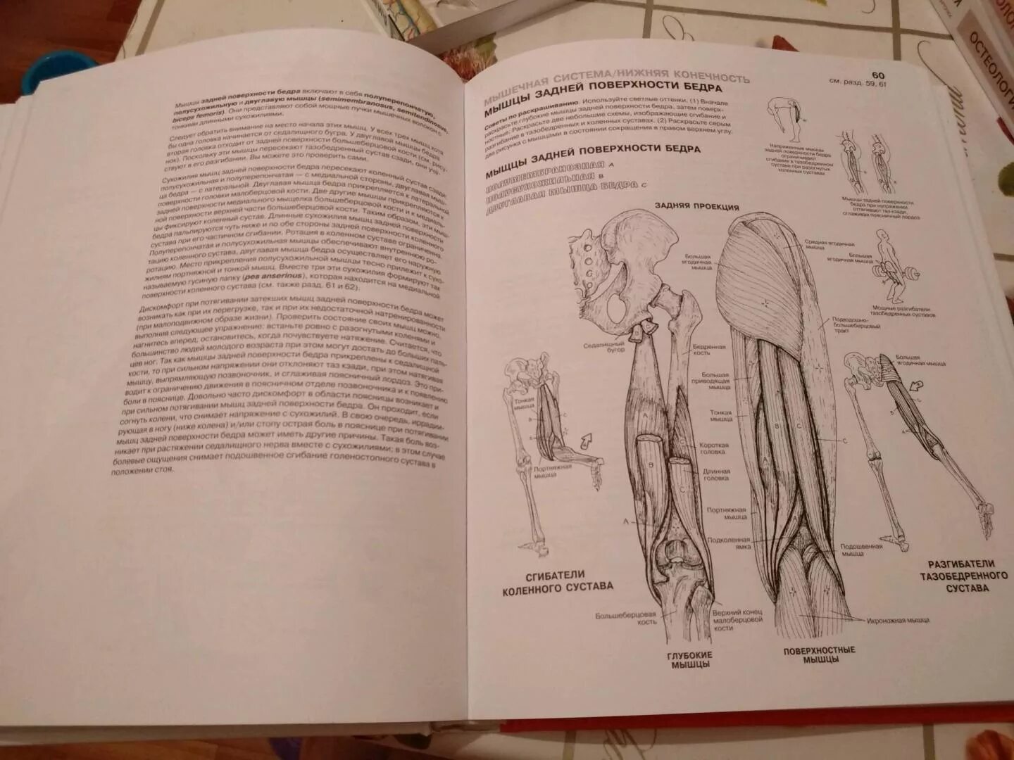 Атлас анатомия человека pdf #15