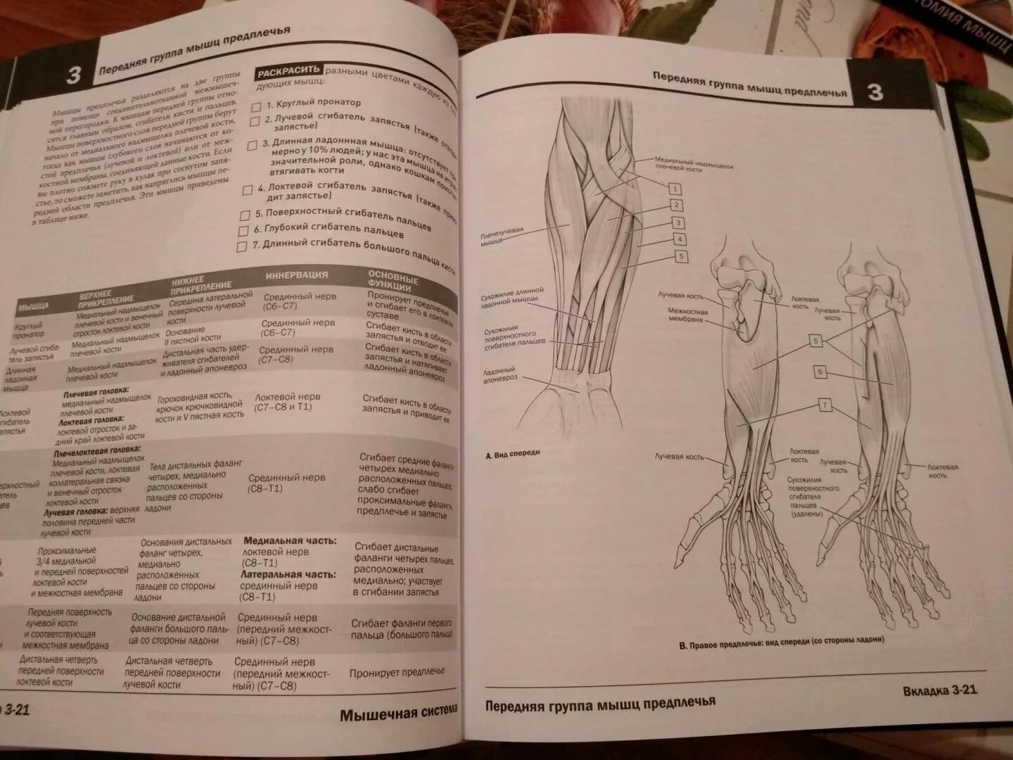 Атлас анатомия человека pdf #16