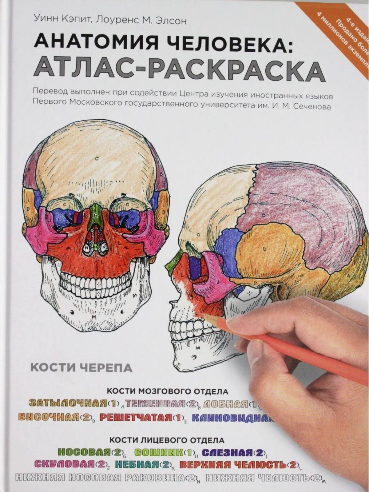 Атлас анатомия человека pdf #19