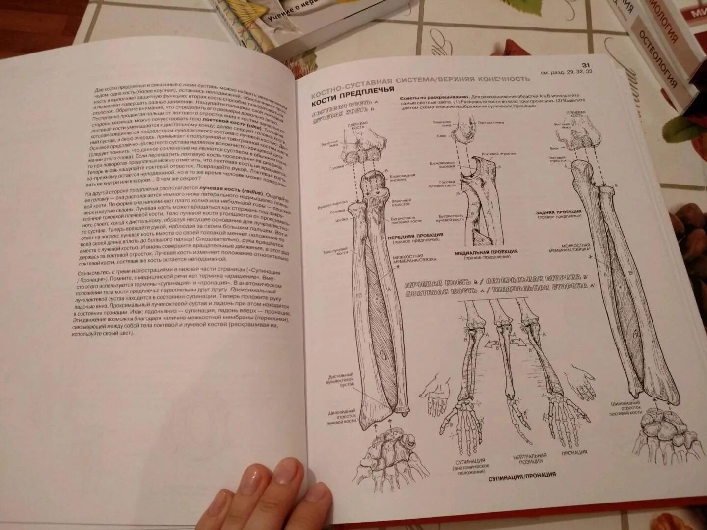Атлас анатомия человека pdf #20
