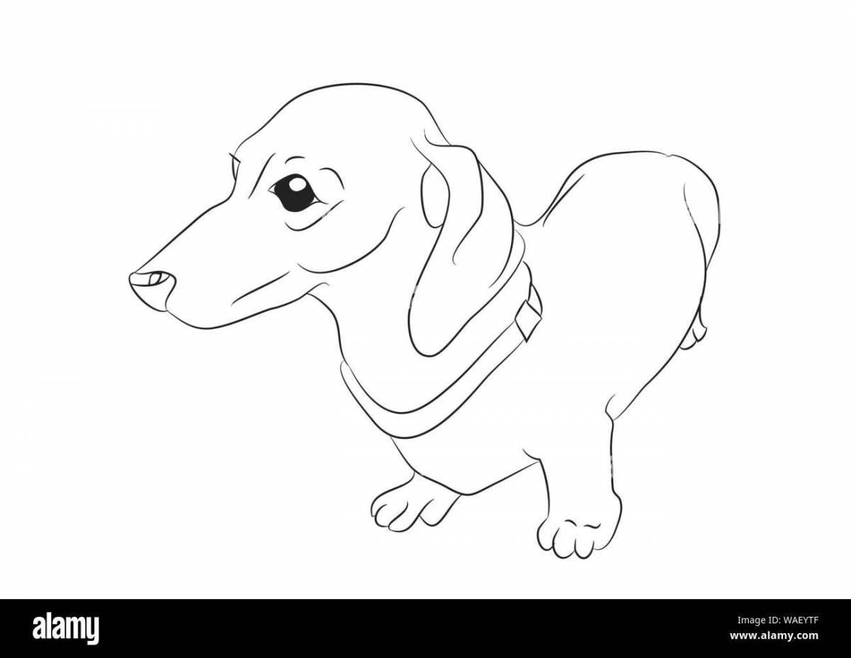 Coloring cute dachshund