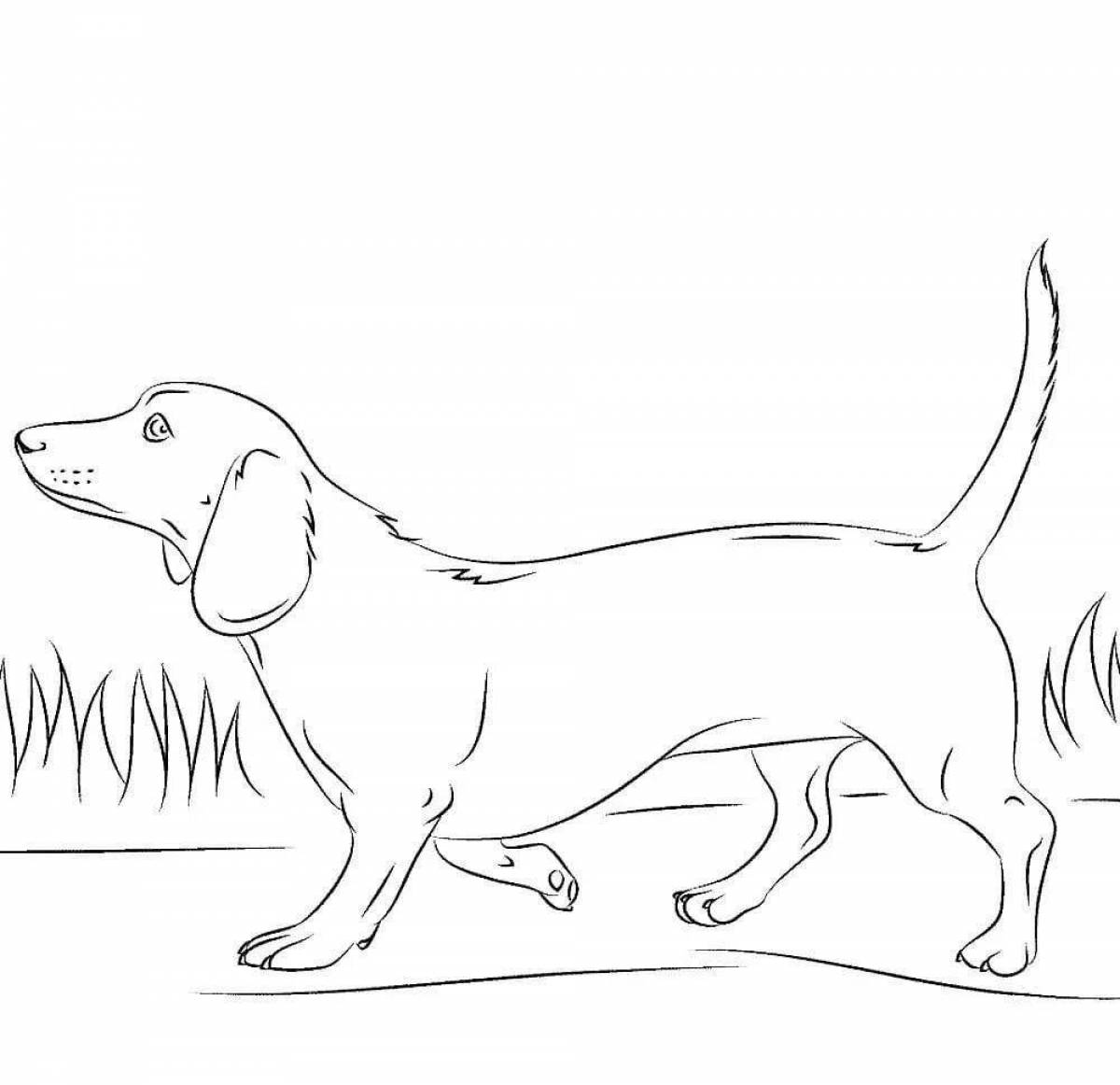 Charming dachshund coloring page