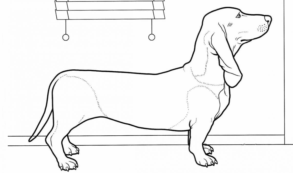 Coloring page charming dachshund