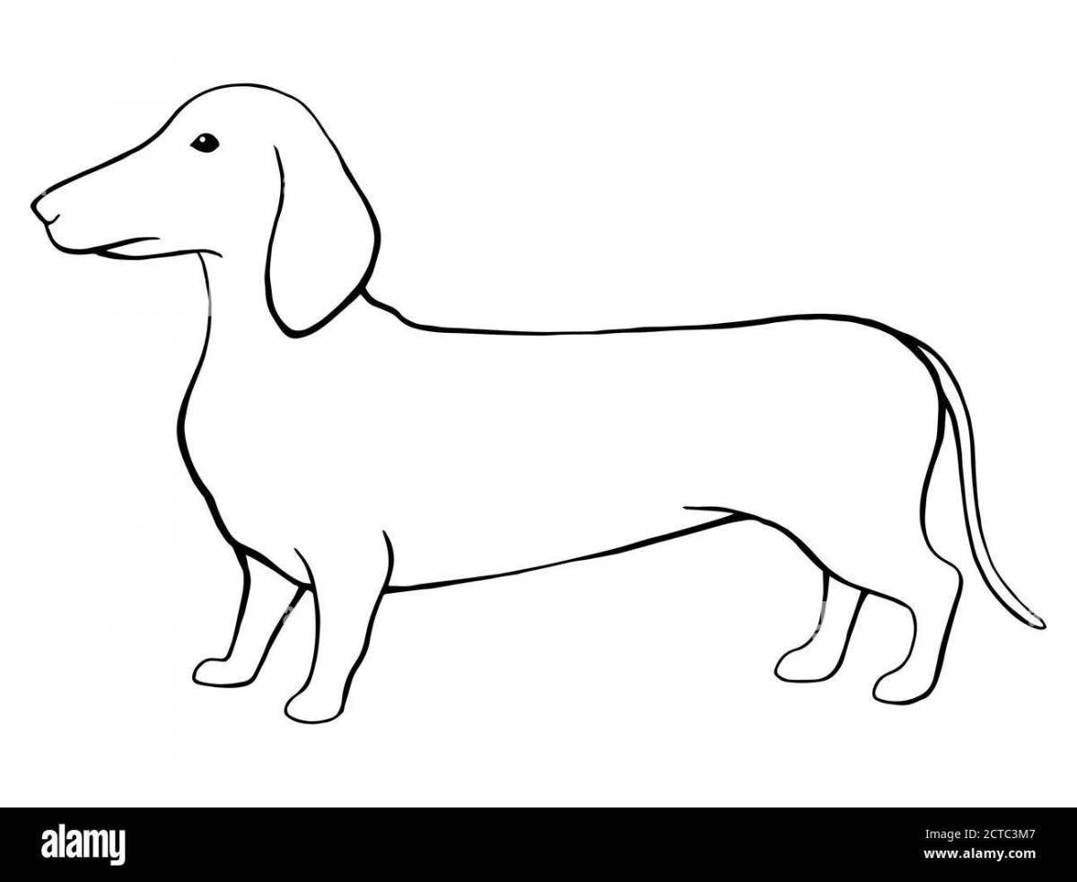 Coloring funny dachshund