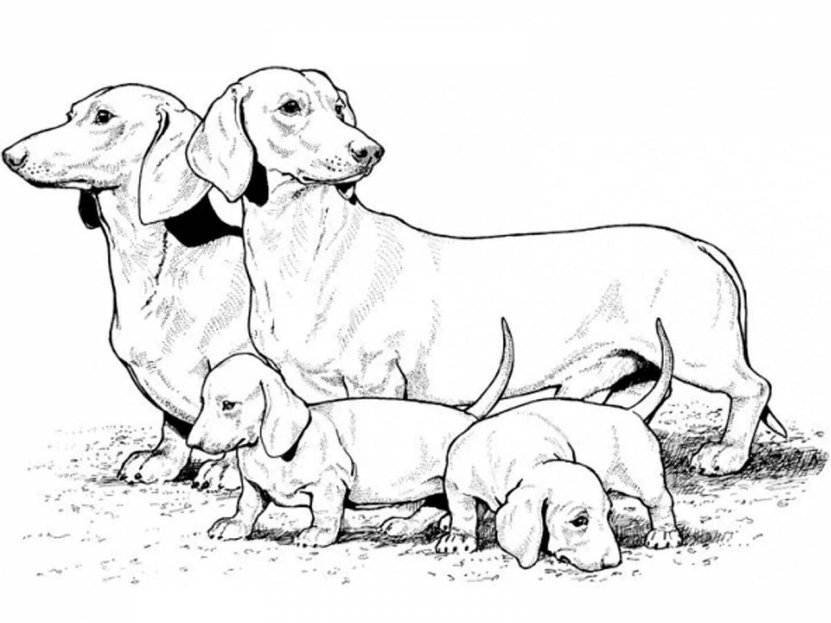 Coloring book witty dachshund
