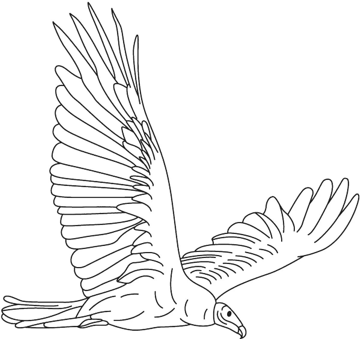 Coloring page graceful vulture