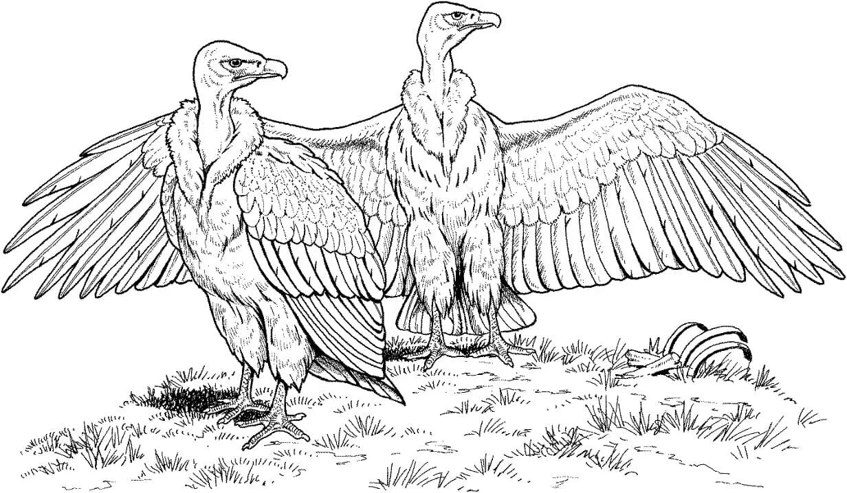 Coloring divine vulture