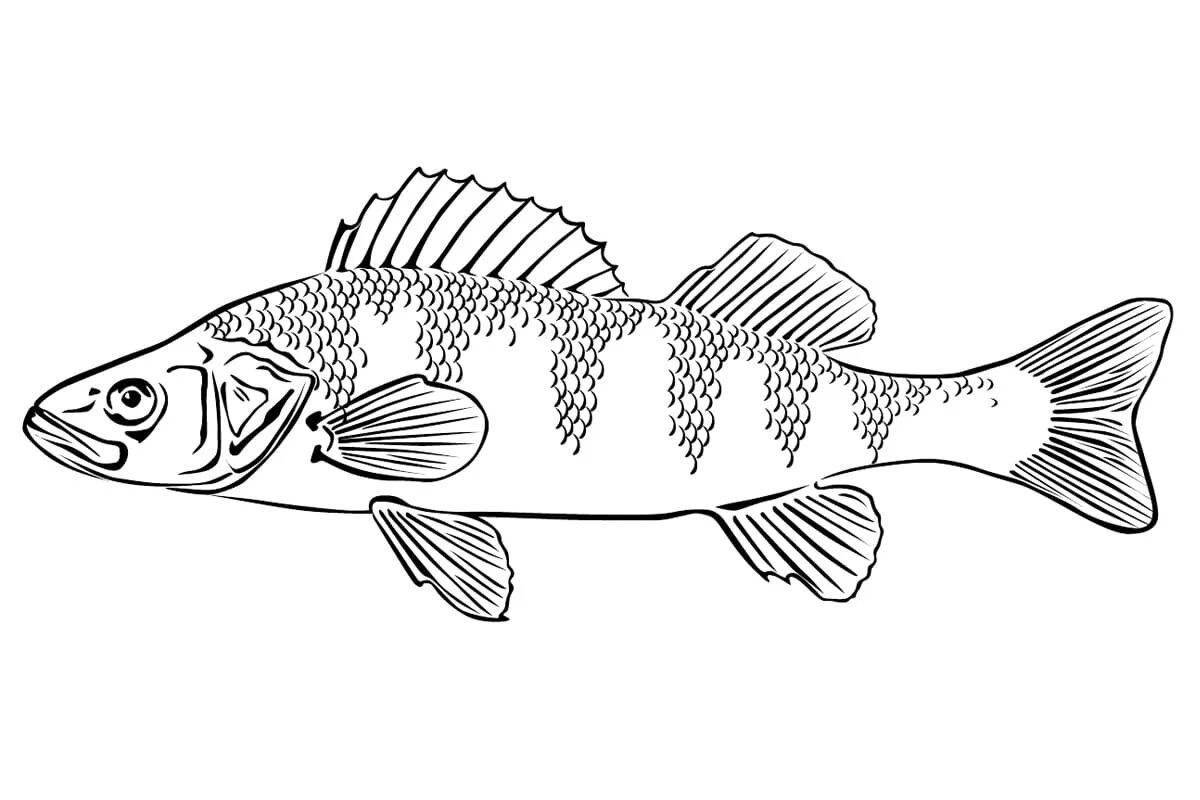 Colorful walleye coloring page