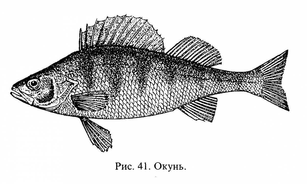 Раскраска сладкий судак
